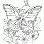 borboleta para colorir