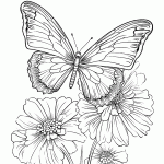 borboleta para colorir