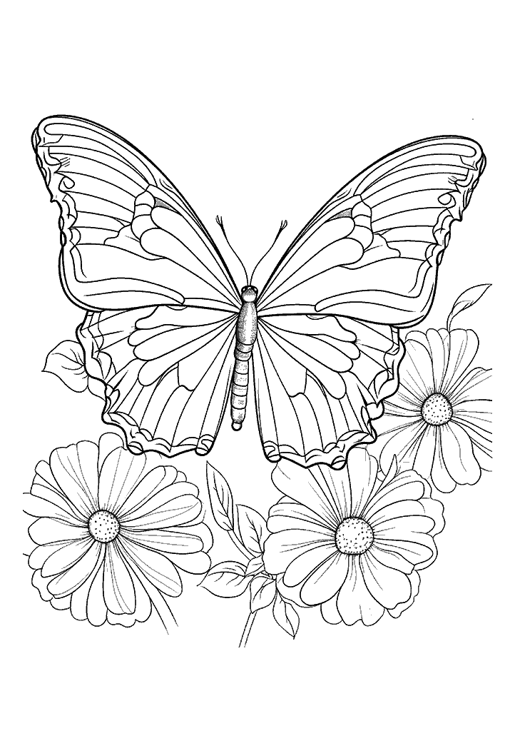 Borboleta Para Colorir 105 - Vem Colorir