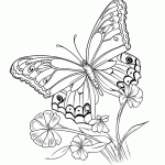 borboleta para colorir