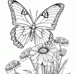 borboleta para colorir