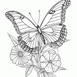 borboleta para colorir