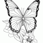 borboleta para colorir
