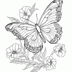 borboleta para colorir
