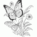 borboleta para colorir