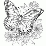 borboleta para colorir