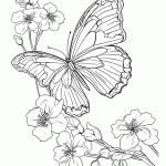 borboleta para colorir