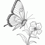 borboleta para colorir