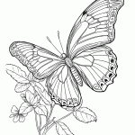 borboleta para colorir