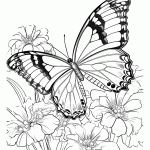 borboleta para colorir