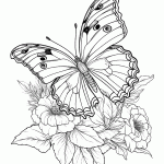 borboleta para colorir