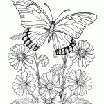 borboleta para colorir