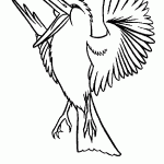 passaros para colorir