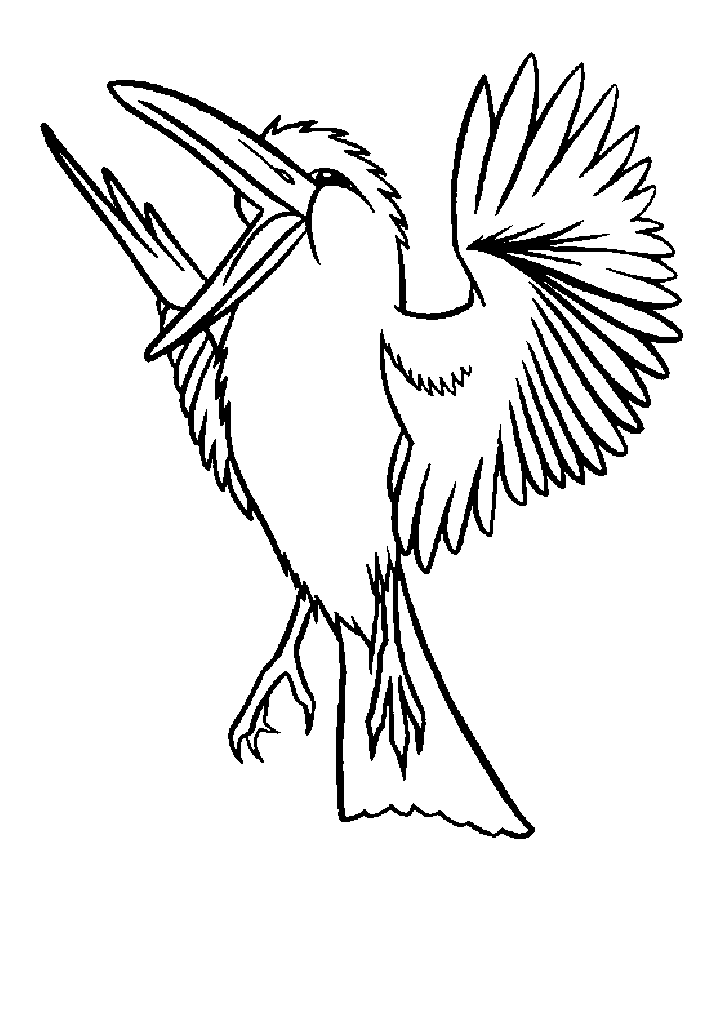 passaros para colorir