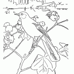 passaros para colorir
