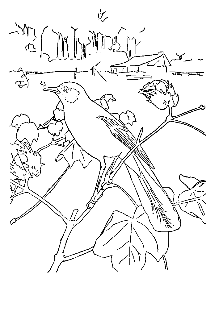 passaros para colorir