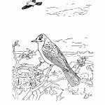 passaros para colorir