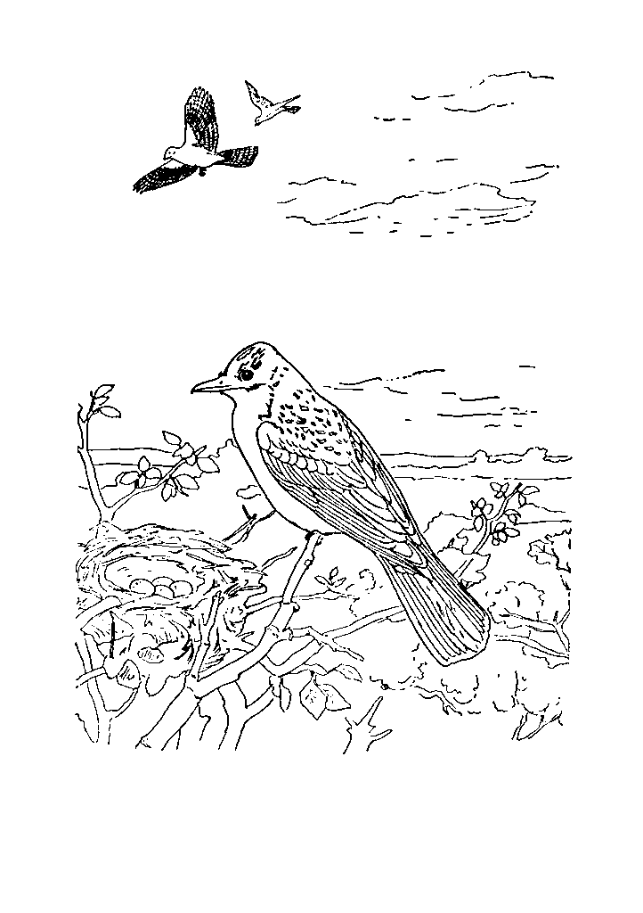 passaros para colorir