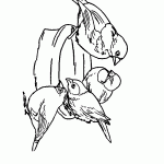 passaros para colorir