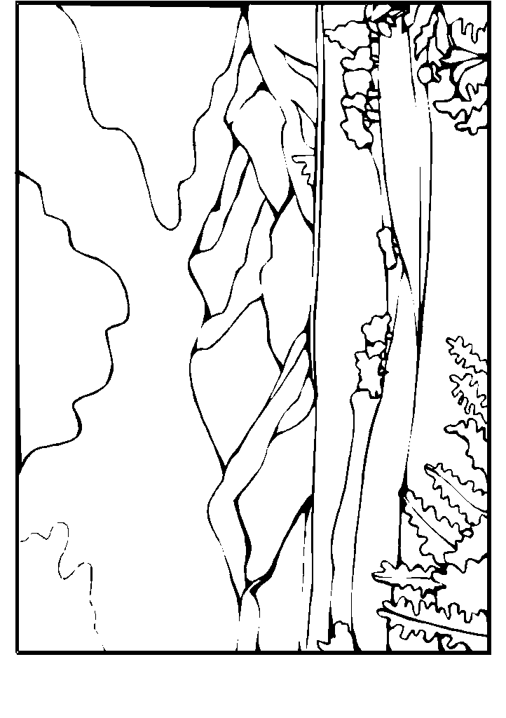 passaros para colorir