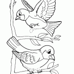passaros para colorir