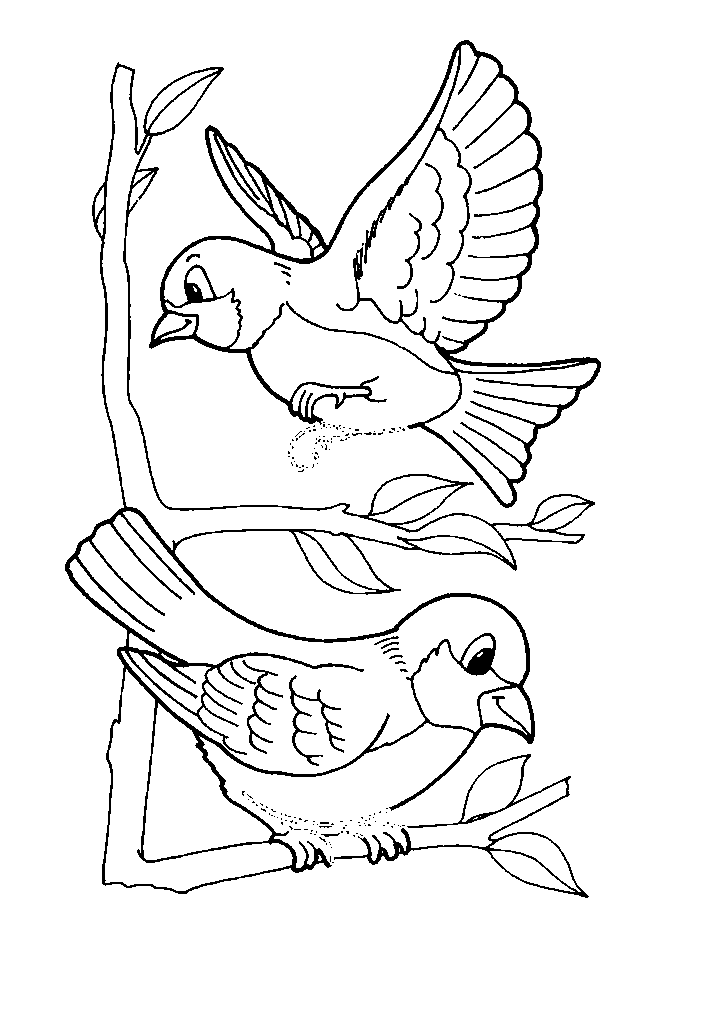 passaros para colorir