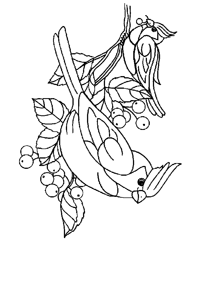 passaros para colorir