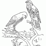 passaros para colorir