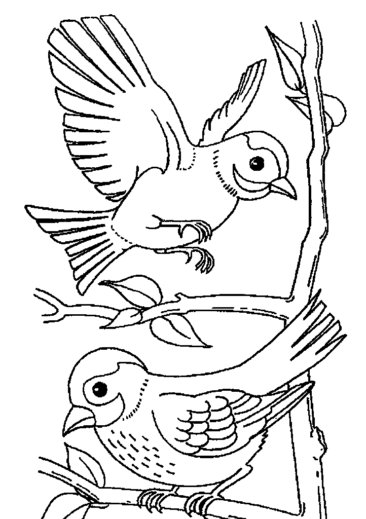 passaros para colorir