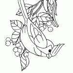 passaros para colorir