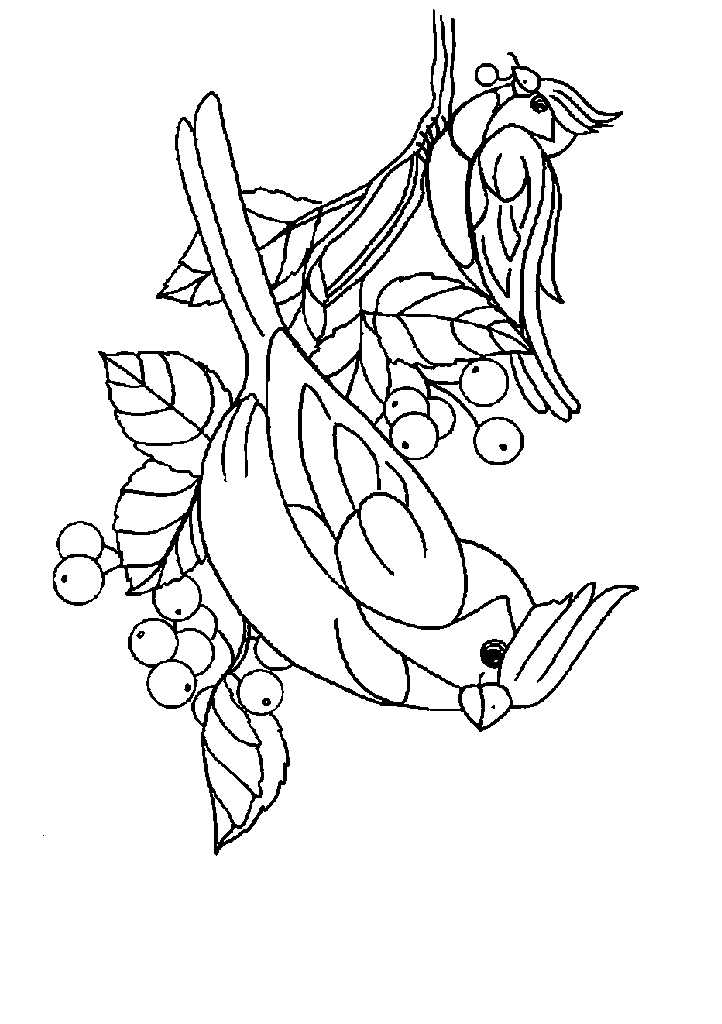 passaros para colorir