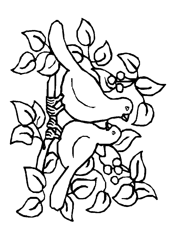 passaros para colorir