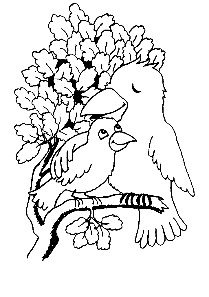 passaros para colorir