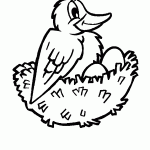 passaros para colorir
