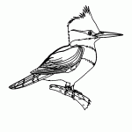 passaros para colorir