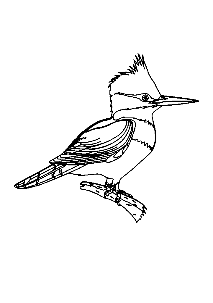passaros para colorir