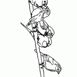 passaros para colorir