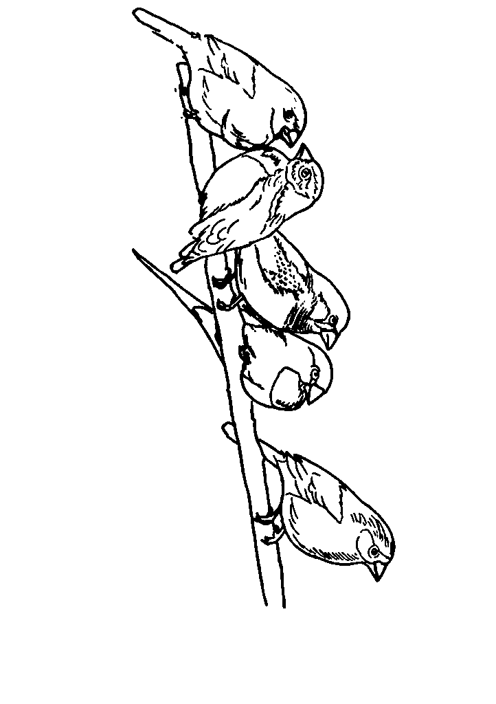 passaros para colorir