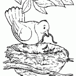 passaros para colorir