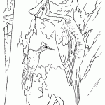 passaros para colorir