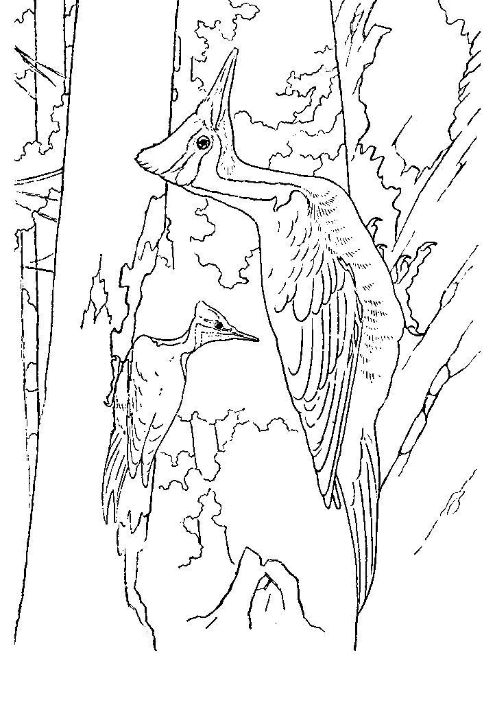 passaros para colorir