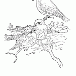 passaros para colorir
