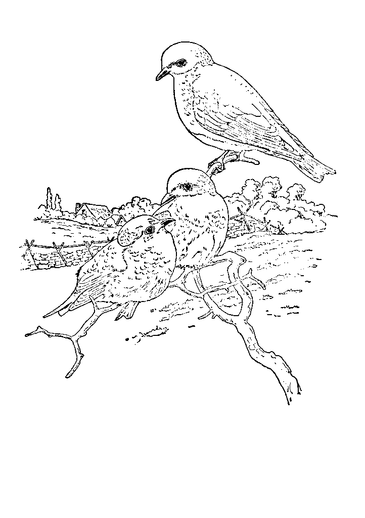 passaros para colorir