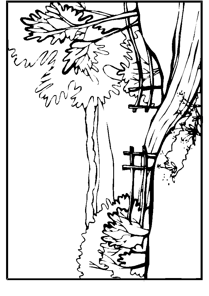 passaros para colorir