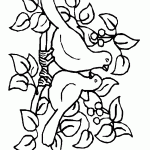passaros para colorir