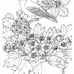 passaros para colorir