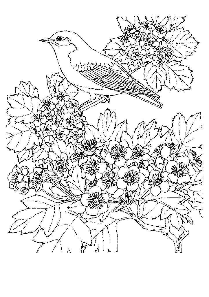 passaros para colorir