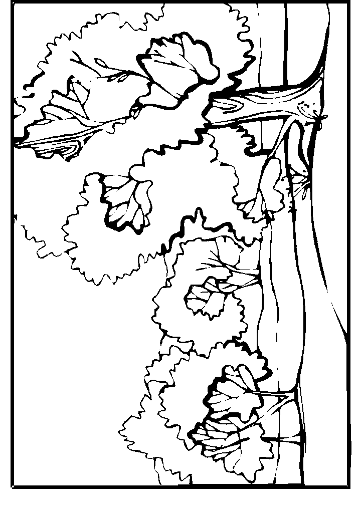 passaros para colorir