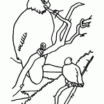 passaros para colorir