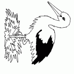 passaros para colorir